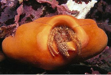 《毁灭战士：黑暗时代》Edge杂志封面曝光 每个关卡大约一个小时